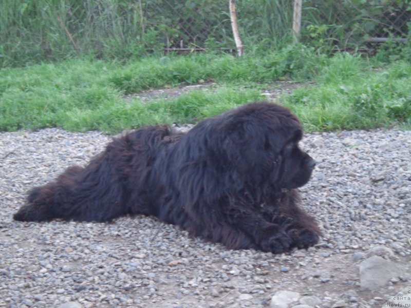 Фото: ньюфаундленд Super Premium Nao Del Trato (Супер Премиум Нао Дел Трато)