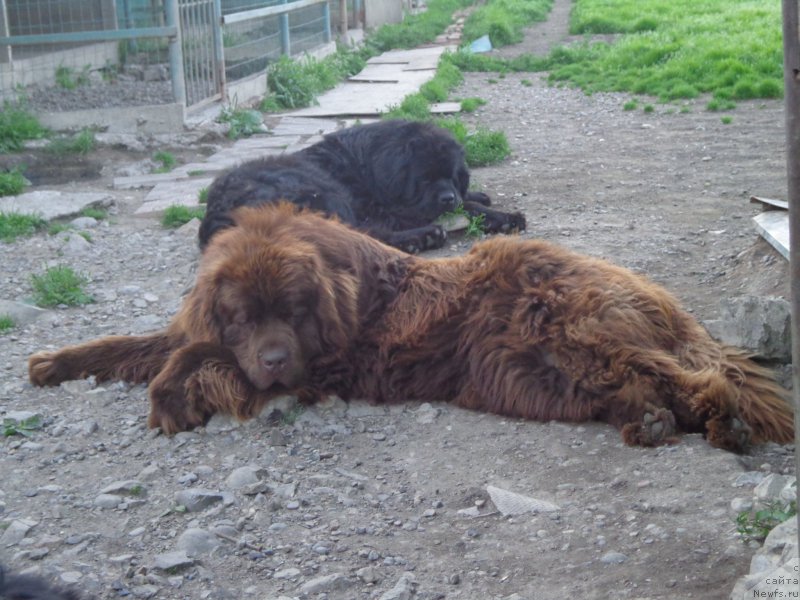 Фото: ньюфаундленд N'yufort YU'Severino (Ньюфорт Ю'Северино)