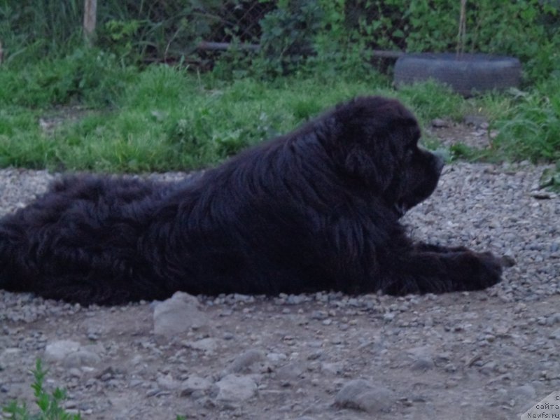 Фото: ньюфаундленд Super Premium Nao Del Trato (Супер Премиум Нао Дел Трато)