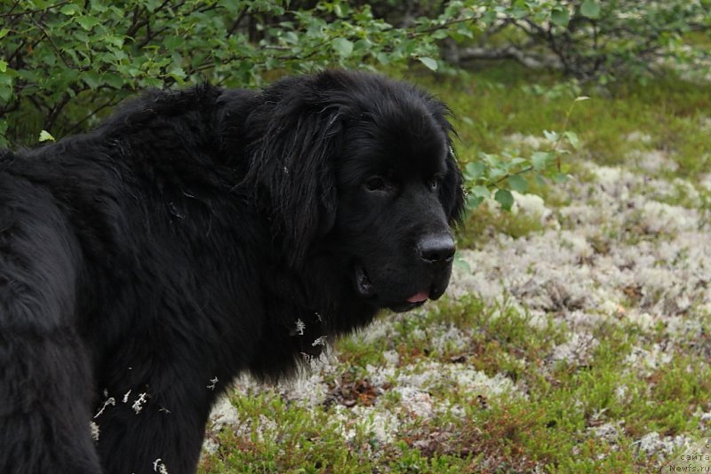 Фото: ньюфаундленд Lyuk Skayvoker (Люк Скайвокер)