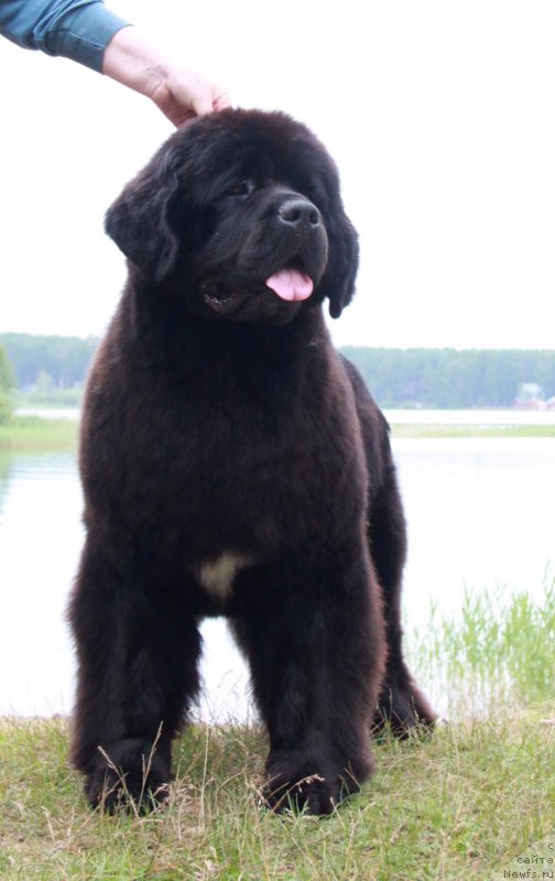 Фото: ньюфаундленд Akvian Song Lavatera (Аквиан Сонг Лаватера)