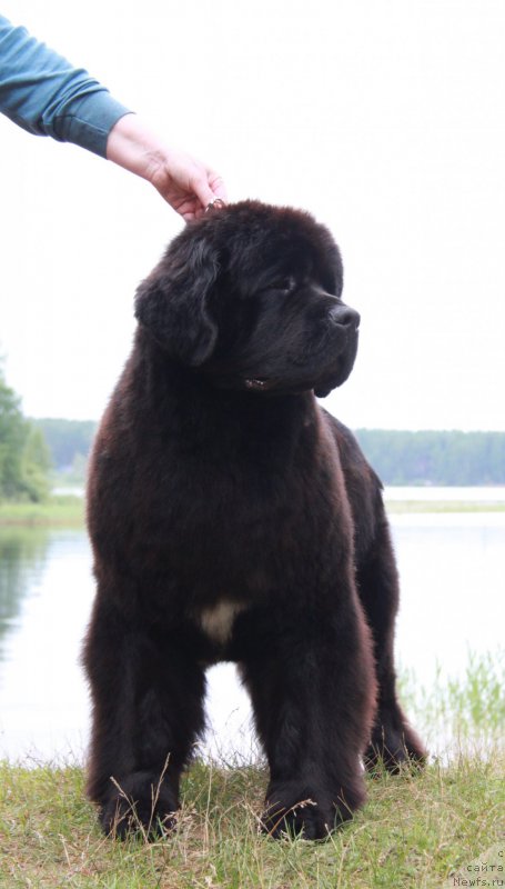 Фото: ньюфаундленд Akvian Song Lavatera (Аквиан Сонг Лаватера)