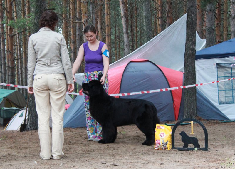 Фото: ньюфаундленд Akvian Song Lavatera (Аквиан Сонг Лаватера)