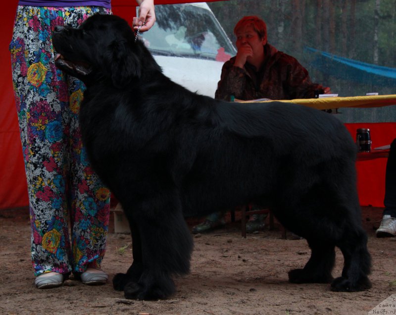 Фото: ньюфаундленд Dar Svezy Stands to Reason (Дар Свезы Стэндс Ту Реасон)