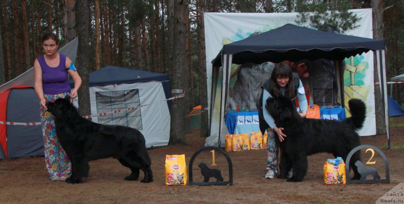 Фото: ньюфаундленд Dar Svezy Stands to Reason (Дар Свезы Стэндс Ту Реасон)