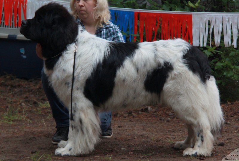 Фото: ньюфаундленд Keeper Soul Nou Daut Best (Кипер Соул Ноу Даут Бэст)