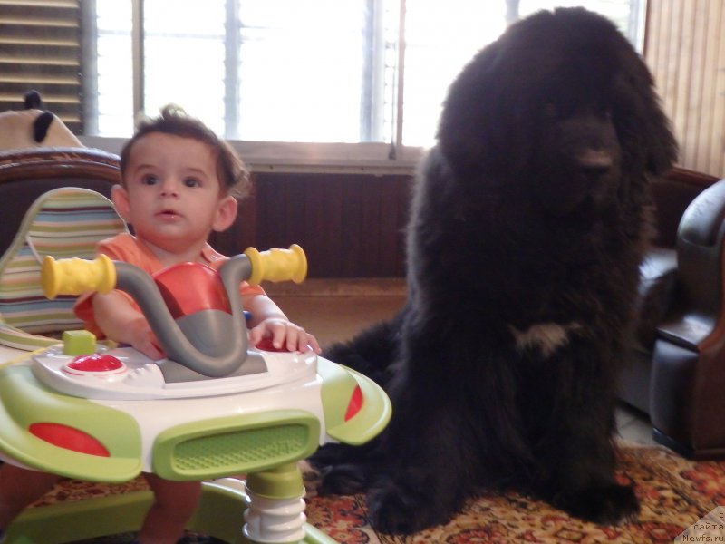 Фото: ньюфаундленд Pitern'yuf CHao-Kakao (Питерньюф Чао-Какао)