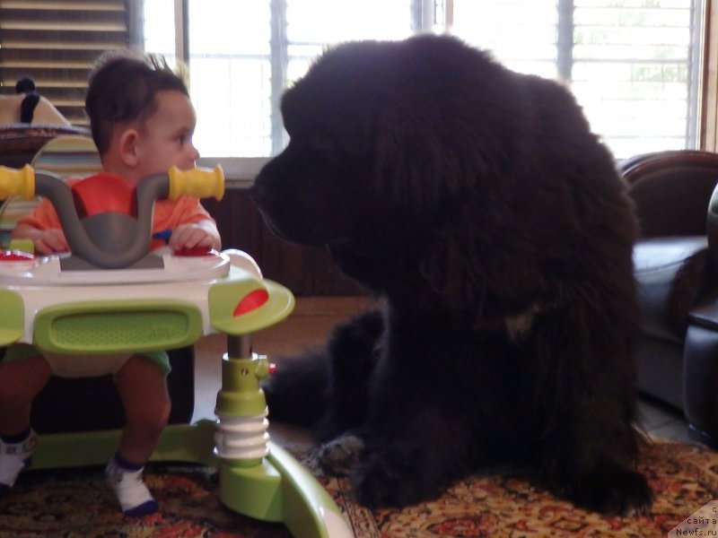 Фото: ньюфаундленд Pitern'yuf CHao-Kakao (Питерньюф Чао-Какао)