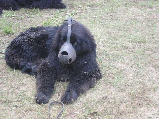 Фото: ньюфаундленд Lesnaya Skazka Roza CHernaya (Лесная Сказка Роза Черная)