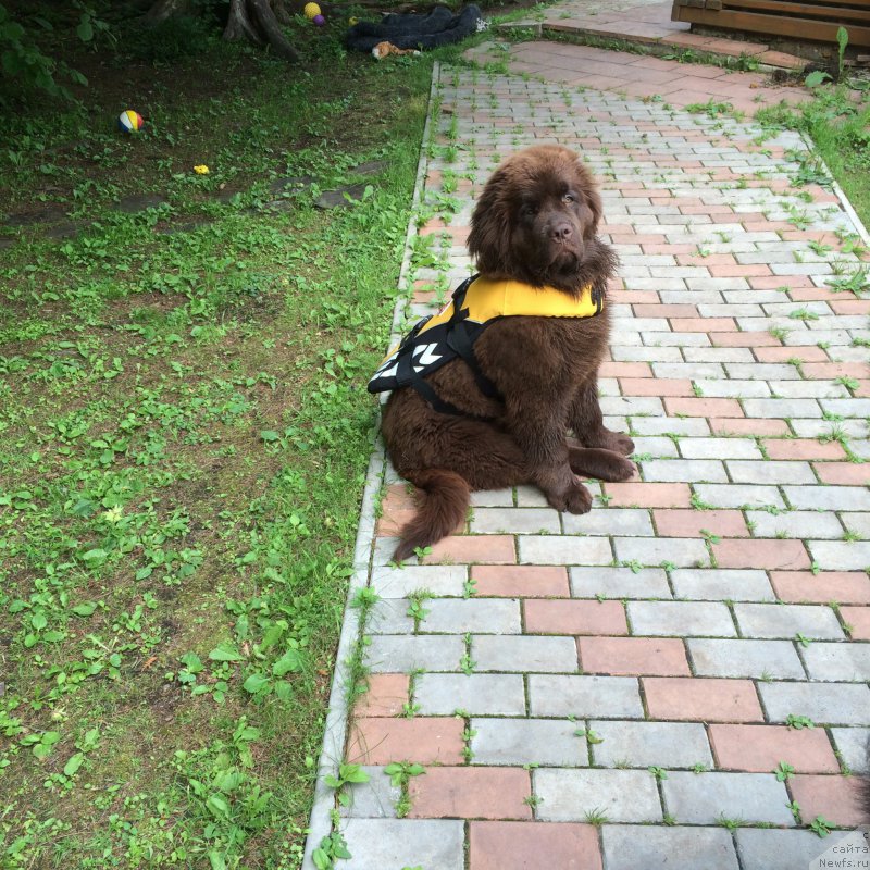 Фото: ньюфаундленд N'yufort Vasabi (Ньюфорт Васаби)