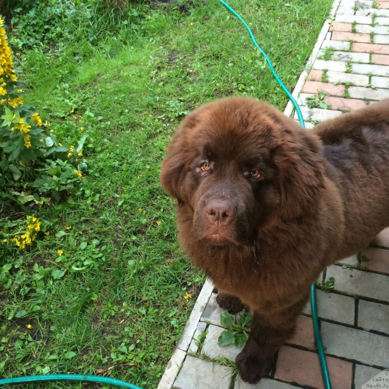 Фото: ньюфаундленд N'yufort Vasabi (Ньюфорт Васаби)