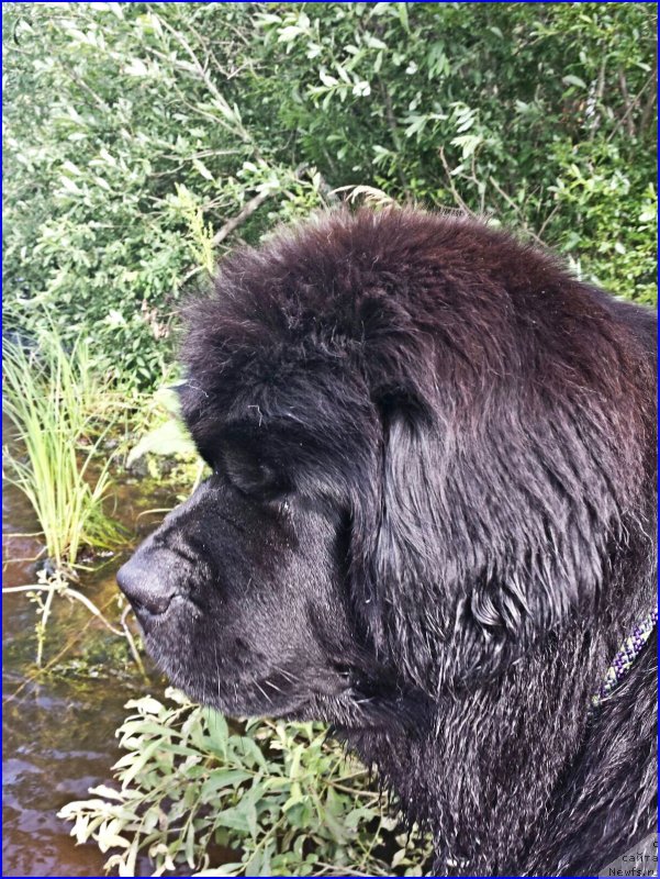 Фото: ньюфаундленд N'yufort Taym's Gold Aleksa (Ньюфорт Тайм'с Голд Алекса)