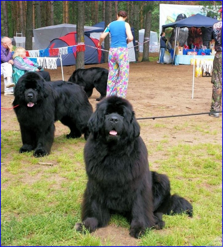 Фото: ньюфаундленд N'yufort Taym's Gold Aleksa (Ньюфорт Тайм'с Голд Алекса)