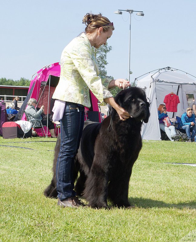 Фото: ньюфаундленд Beguschaya po Volnam Harizma (Бегущая по Волнам Харизма)