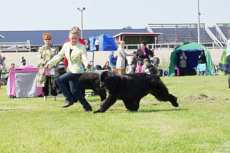 Фото: ньюфаундленд Beguschaya po Volnam Harizma (Бегущая по Волнам Харизма)