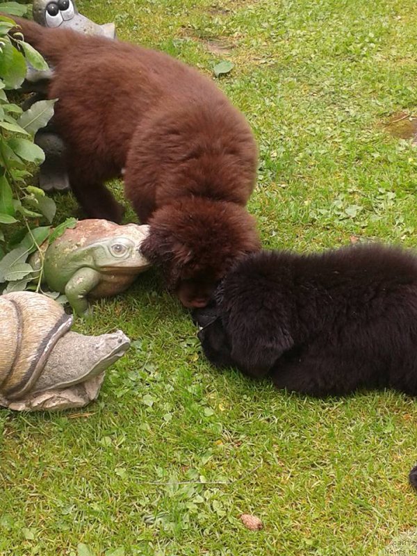 Фото: ньюфаундленд Beguschaya po Volnam Vesper (Бегущая по Волнам Веспер)