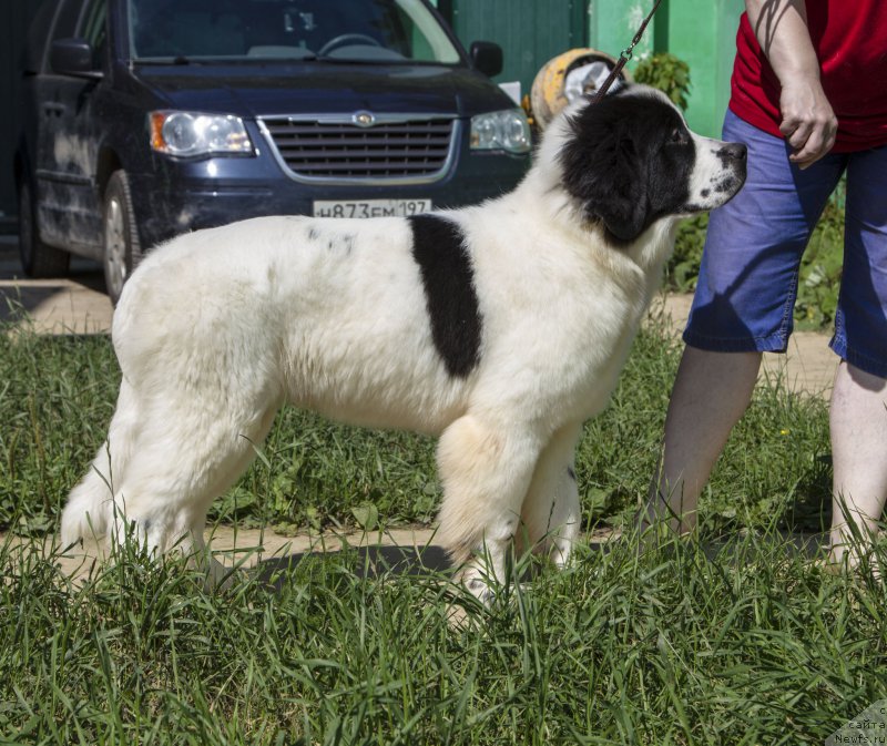 Фото: ньюфаундленд Guchchi from Rashn Bear (Гуччи фром Рашн Беар)