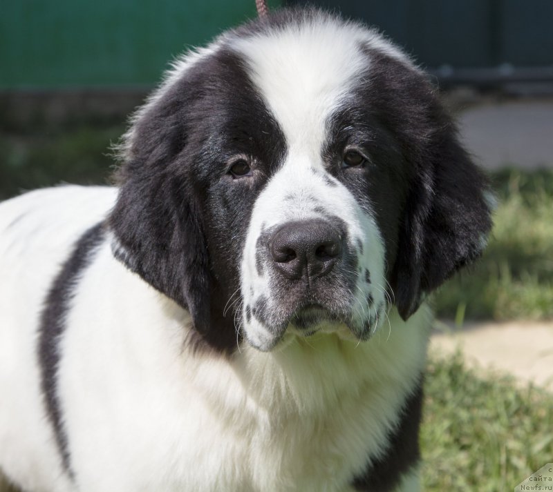 Фото: ньюфаундленд Guchchi from Rashn Bear (Гуччи фром Рашн Беар)