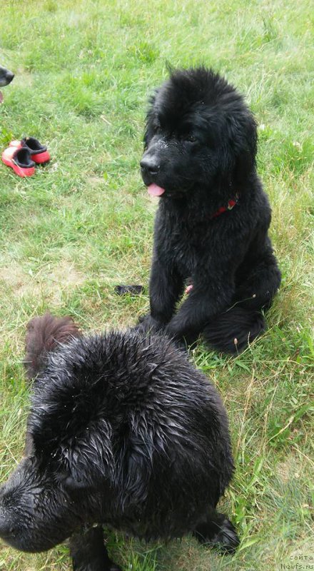 Фото: ньюфаундленд Amaretto Della Kasa Del Orso (Амаретто Делла Каса Дел Орсо)