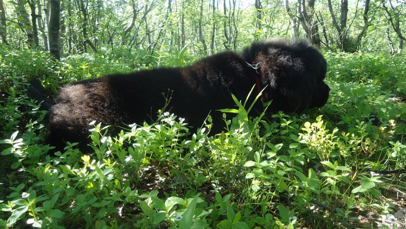 Фото: ньюфаундленд N'yufort Ee Velichestvo Viktoriya (Ньюфорт Ее Величество Виктория)