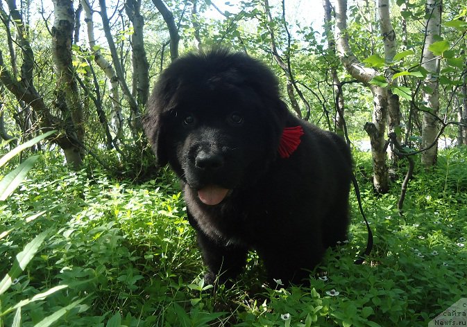 Фото: ньюфаундленд N'yufort Ee Velichestvo Viktoriya (Ньюфорт Ее Величество Виктория)