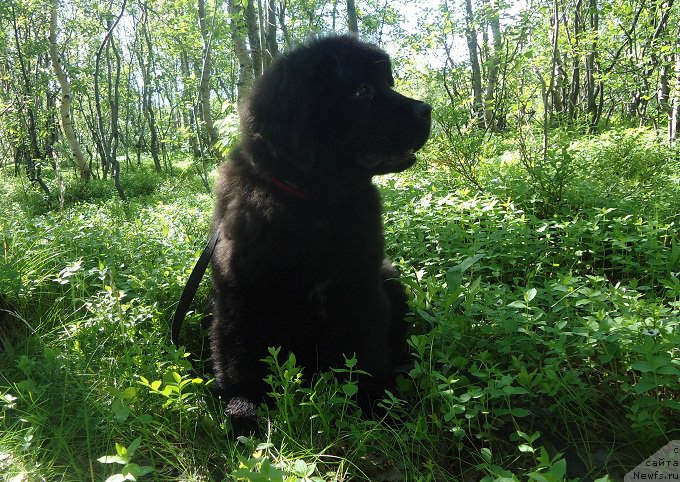 Фото: ньюфаундленд N'yufort Ee Velichestvo Viktoriya (Ньюфорт Ее Величество Виктория)