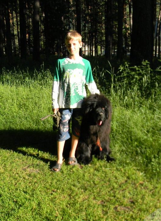 Фото: ньюфаундленд N'yufort Absolyut (Ньюфорт Абсолют)