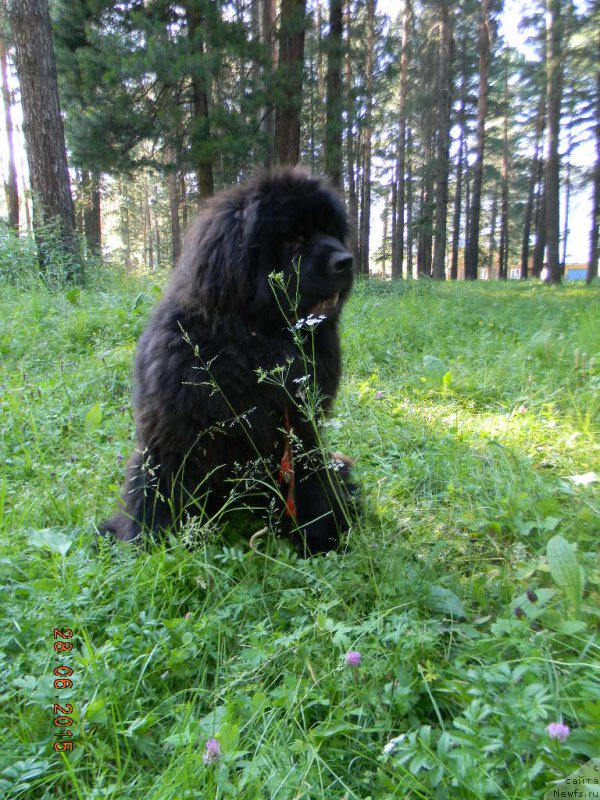 Фото: ньюфаундленд N'yufort Absolyut (Ньюфорт Абсолют)