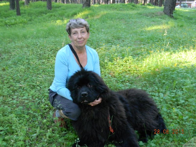 Фото: ньюфаундленд N'yufort Absolyut (Ньюфорт Абсолют)