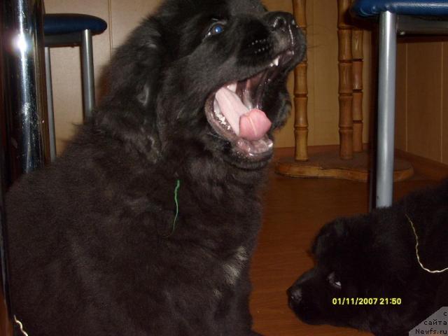 Фото: Щенок Фени и Рудольфа