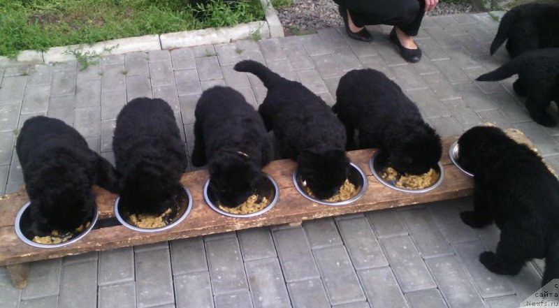 Фото: ньюфаундленд Super Premium Invisible (Супер Премиум Инвисибл), ньюфаундленд Yuzhny Sharm iz Medvejyego Yara (Южный Шарм из Медвежьего Яра), питомник 