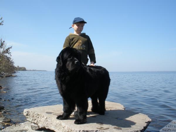 Фото: ньюфаундленд Plushevaya Panda Barhatnaya Roza (Плюшевая Панда Бархатная Роза)