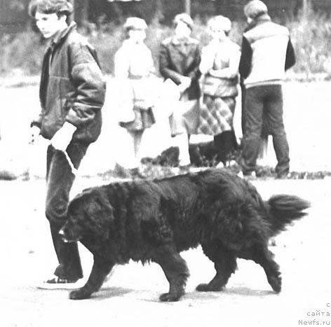 Фото: ньюфаундленд Inda (Инда)