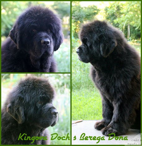 Фото: ньюфаундленд Kingova Doch s Berega Dona (Кингова Дочь с Берега Дона)