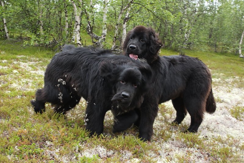 Фото: ньюфаундленд Lyuk Skayvoker (Люк Скайвокер), ньюфаундленд Linda Eva (Линда Ева)