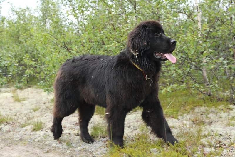 Фото: ньюфаундленд Ledi Fortuna (Леди Фортуна)
