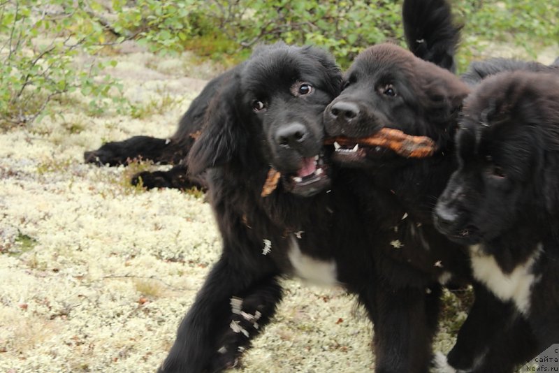 Фото: ньюфаундленд Lyuk Skayvoker (Люк Скайвокер), ньюфаундленд Ledi Fortuna (Леди Фортуна), ньюфаундленд Linda Eva (Линда Ева)
