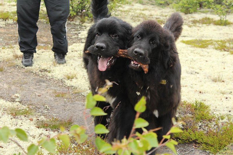 Фото: ньюфаундленд Lyuk Skayvoker (Люк Скайвокер), ньюфаундленд Ledi Fortuna (Леди Фортуна)