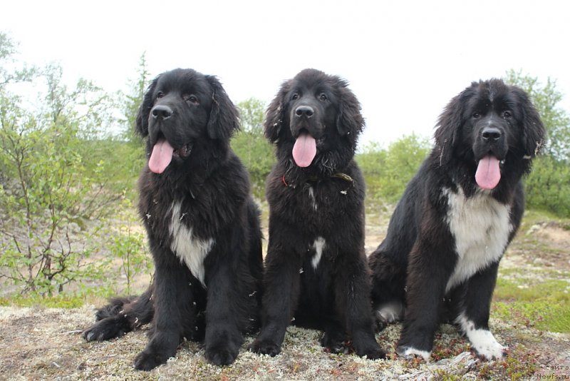 Фото: ньюфаундленд Lyuk Skayvoker (Люк Скайвокер), ньюфаундленд Ledi Fortuna (Леди Фортуна), ньюфаундленд Linda Eva (Линда Ева)