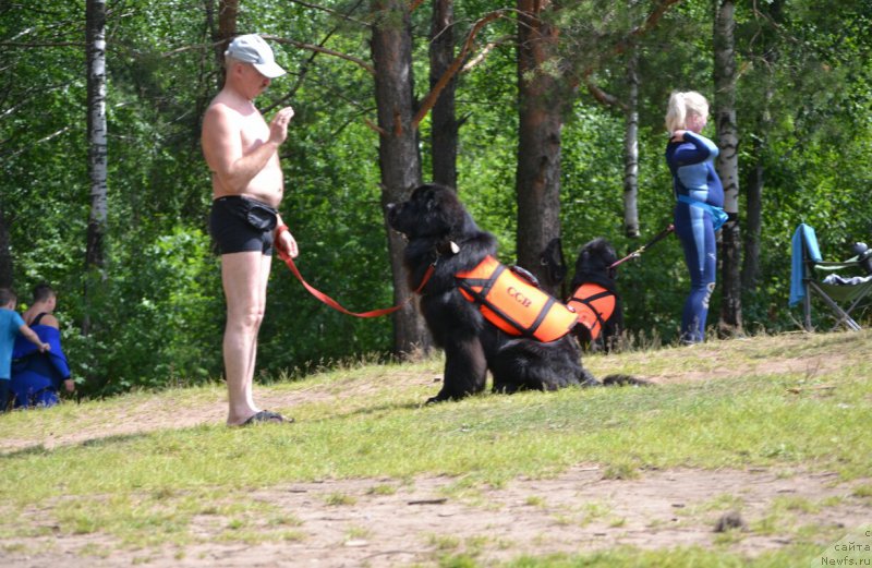 Фото: ньюфаундленд Nazar Vyatskiy Medved (Назар Вятский Медведь), Aleksey Votchal (Алексей Вотчал)