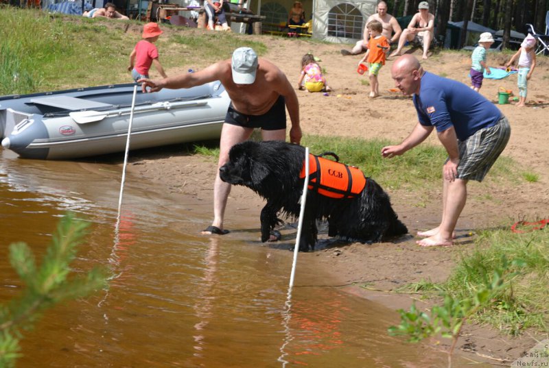 Фото: ньюфаундленд Nazar Vyatskiy Medved (Назар Вятский Медведь)