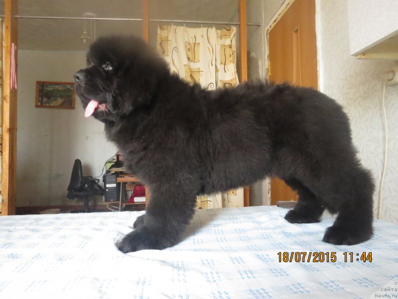 Фото: ньюфаундленд Hit SHeliko Grand CHeroki Blyek (Хит Шелико Гранд Чероки Блэк)