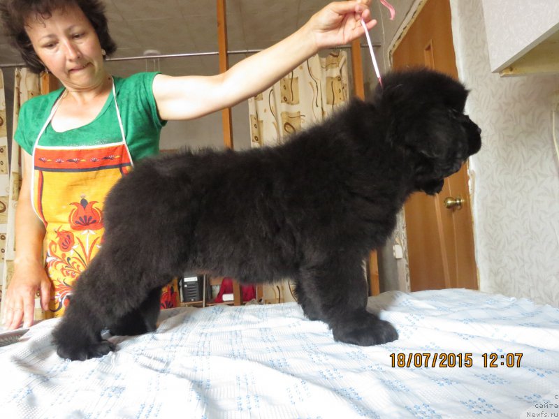 Фото: ньюфаундленд Hit SHeliko Gyelyeksi Star (Хит Шелико Гэлэкси Стар)