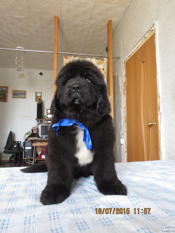 Фото: ньюфаундленд Hit SHeliko Glamurnaya SHtuchka (Хит Шелико Гламурная Штучка)