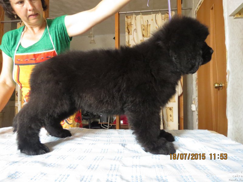 Фото: ньюфаундленд Hit SHeliko Greytsful Gem (Хит Шелико Грейтсфул Гем)