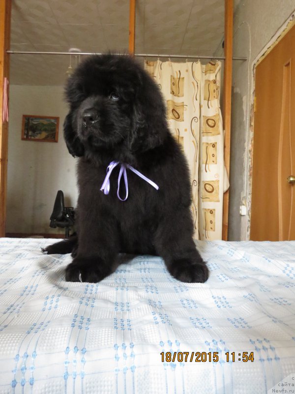 Фото: ньюфаундленд Hit SHeliko Greytsful Gem (Хит Шелико Грейтсфул Гем)