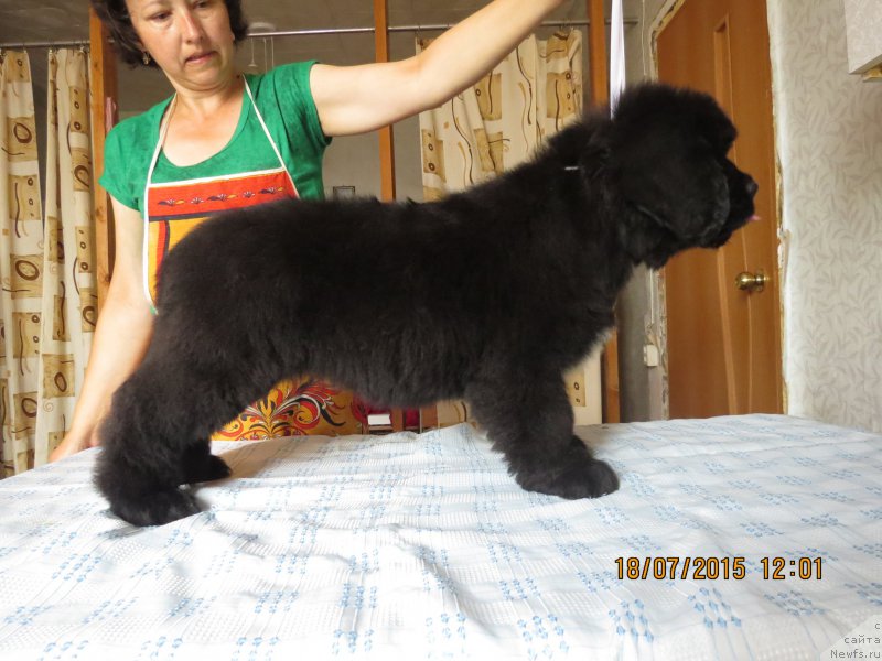 Фото: ньюфаундленд Hit SHeliko Gerl fo Hyeppiens (Хит Шелико Герл фо Хэппиенс)