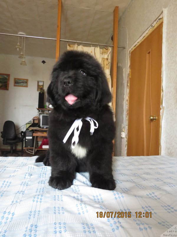 Фото: ньюфаундленд Hit SHeliko Gerl fo Hyeppiens (Хит Шелико Герл фо Хэппиенс)