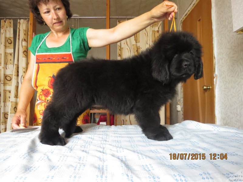 Фото: ньюфаундленд Hit SHeliko Garmoniya Dushi (Хит Шелико Гармония Души)