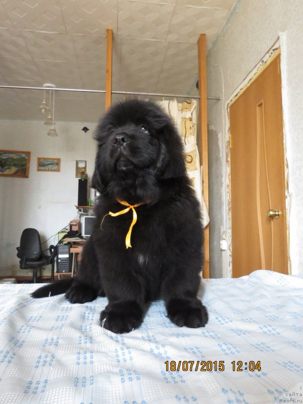 Фото: ньюфаундленд Hit SHeliko Garmoniya Dushi (Хит Шелико Гармония Души)